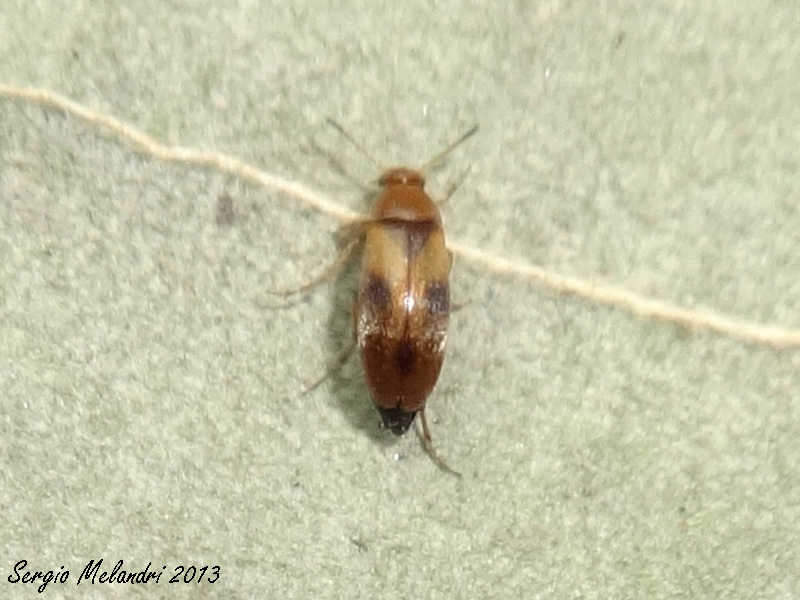 Identificazione:  Anaspis maculata (Scraptiidae)